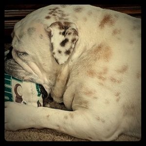 Meet your Posher, Callie